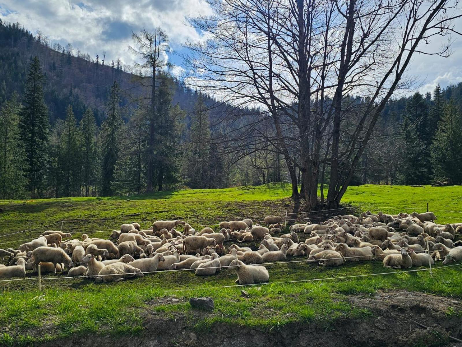 Gosciniec Kuznice Zakopane Dış mekan fotoğraf