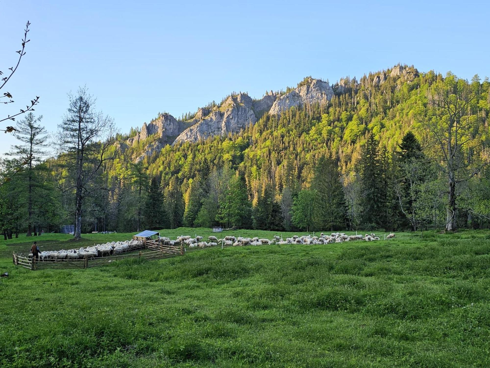 Gosciniec Kuznice Zakopane Dış mekan fotoğraf